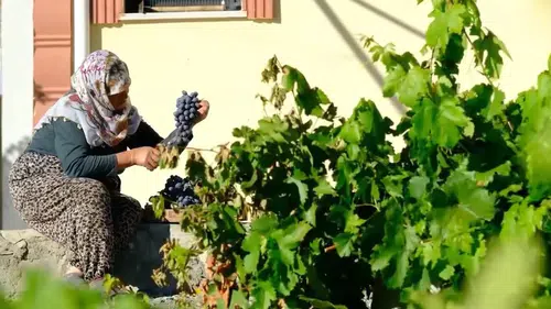Erzincan bağlarında 75 yıllık bir emek: Güldursun teyzenin Cimin üzümü mesaisi