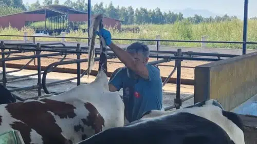 Söke’de hayvancılıkta sağlık güvencesi: Hastalıktan ari işletmeler mercek altında