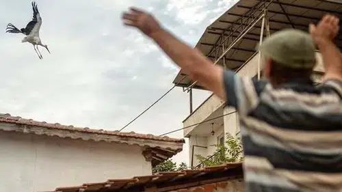 Eskikarağaç'ta hüzünlü veda: Yaren ve Nazlı leylek göç yoluna düştü