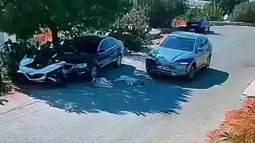 Bodrum'da vicdansız sürücü yolda yatan köpekleri ezip yoluna devam etti