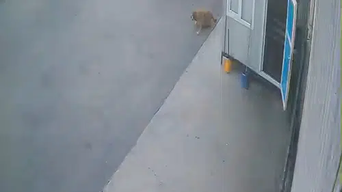 Afyonkarahisar'da vicdansız sürücü köpeğe çarpıp olay yerinden kaçtı