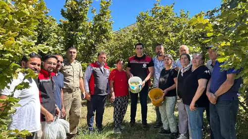 Erzincan Kemah'ta şaşırtan tarım denemesi: Fındık bahçesinde hasat heyecanı