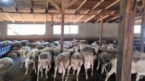 Ahırdan modern tesise uzanan yolculuk: Lacaune koyunlarıyla süt üretiminde yeni dönem