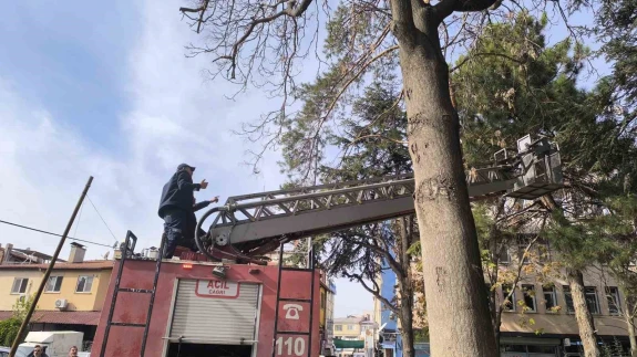 Ağacın tepesinde mahsur kalan kedi su fışkırtma yöntemiyle kurtarıldı