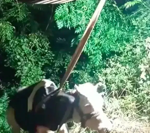 Karayılan'da Uçurumda Mahsur Kalan İnek İş Makinesiyle Kurtarıldı