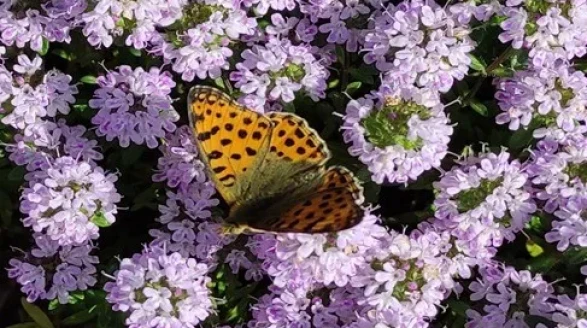 Eskişehir, Türkiye’nin En Zengin Tıbbi Aromatik Merkezi Oldu