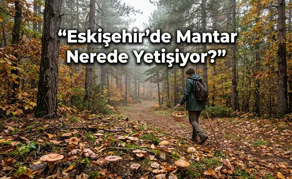 Eskişehir’de Mantar Nerede Yetişiyor? Ormana Gidecekler Dikkat