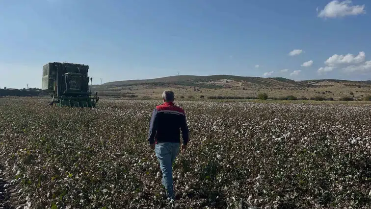 Aliağa ovasında pamuk mesaisi: Beyaz altın tarlalardan toplanmaya başlandı