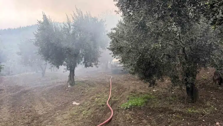 Erdek'te zeytinlik içindeki müstakil ev alevlere teslim oldu
