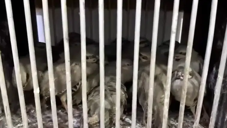 Van'da yasa dışı avcılığa ağır fatura: 27 keklik kurtarıldı, 211 bin lira ceza kesildi