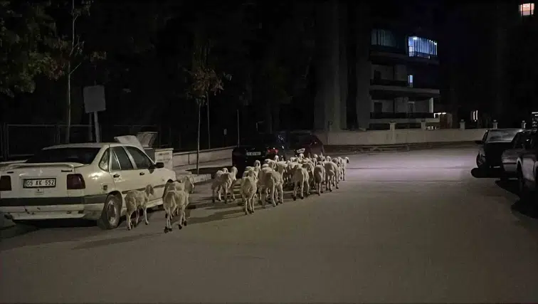 Çorum'da ağılın kapısını kıran koyunlar mahallede kısa süreli panik yarattı