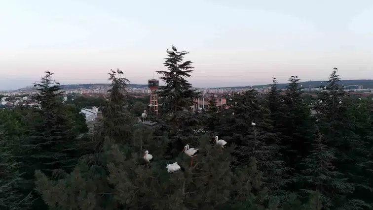Eskişehir semalarında leylek göçü: Uzun yolculukta mola verdiler