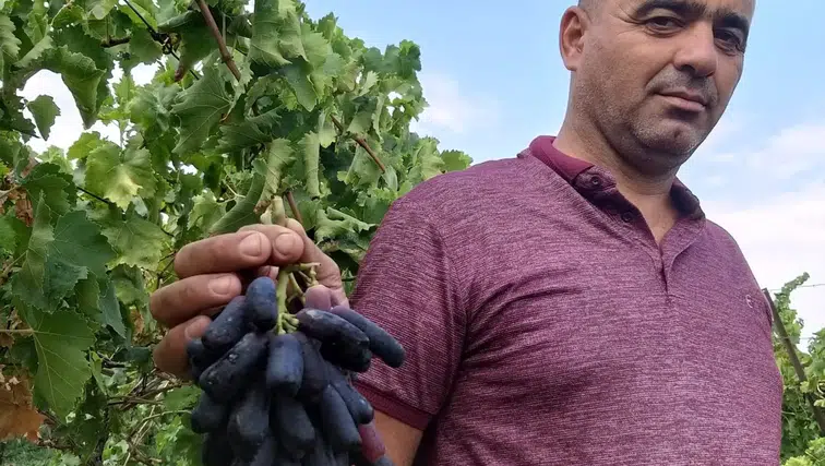 Sarıgöl bağlarında yeni dönem: Sweet Sapphire üzümü ilk hasadıyla üreticinin radarına girdi