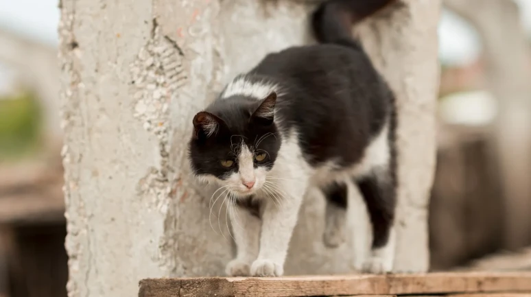 Sokak Kedileri Marketlerin “Müdavimi” Oldu