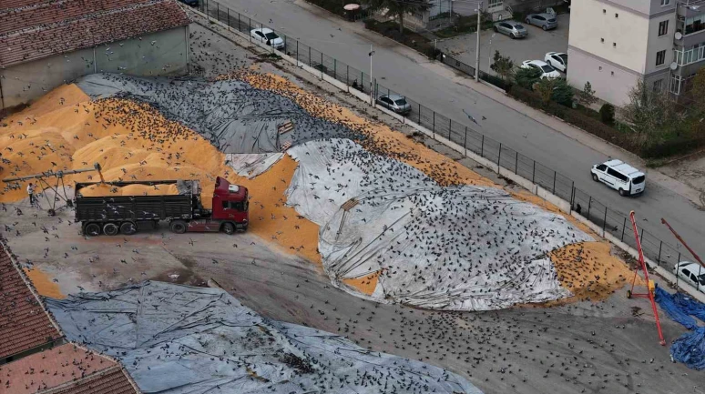 Eskişehir’de Tonlarca Hububat Güvercinler İçin Adeta Açık Büfe Oldu