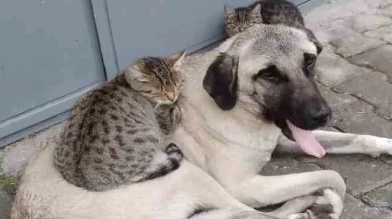 Kedi ve Köpek Sahiplerine Çip Uyarısı: Son Gün Yaklaşıyor!