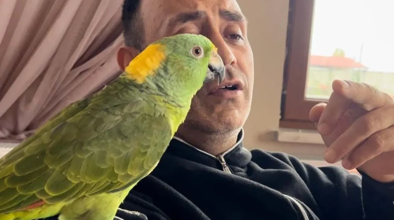 Papağan Memo Öldü mü Neden Öldü Son Dakika Gülen Papağan Memo Yaşıyor mu?