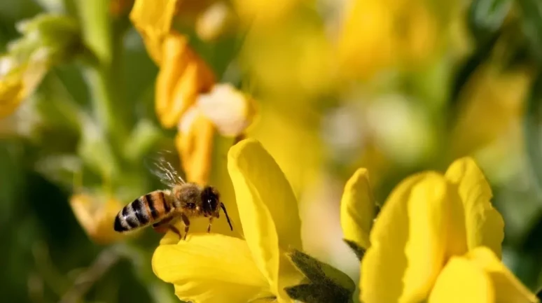 Afyonkarahisar’ın Nadir Hazinesi: Eber Sarısı Tehlike Altında mı?