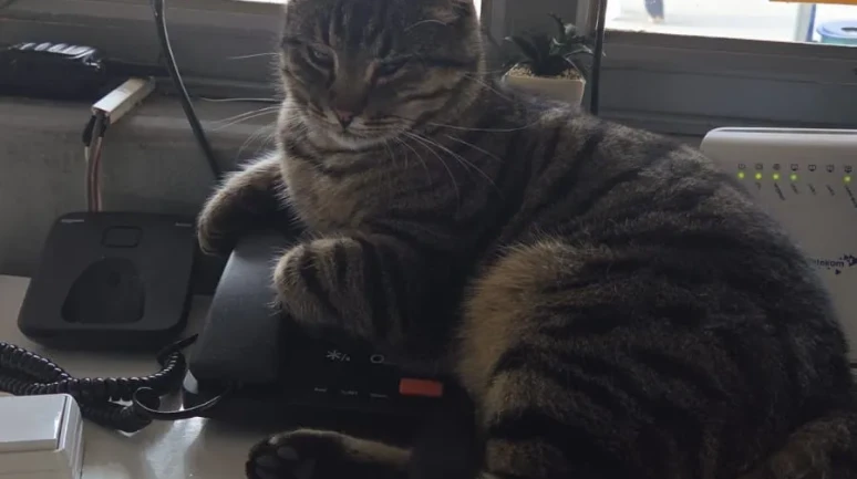 Eskişehir’de Hayvansever Taksi Durağı Örnek Oluyor