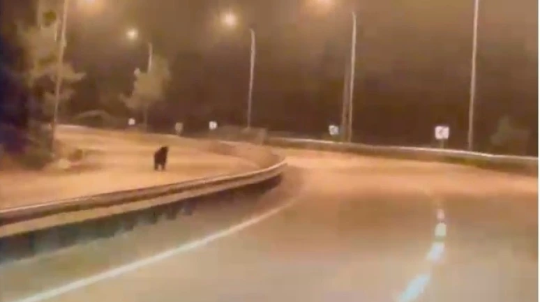 Bilecik’te Ayı Ana Yola İndi, O Anlar Kamerada