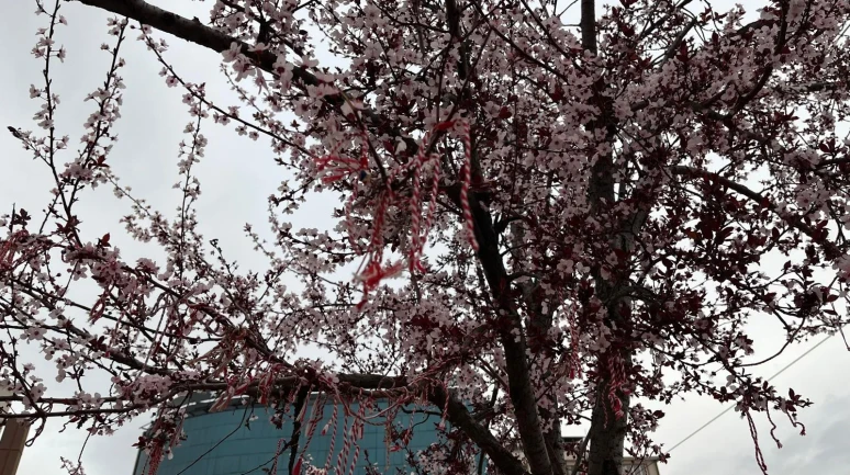 Eskişehir'de çiçekli ağaçları o bileklikler süslüyor