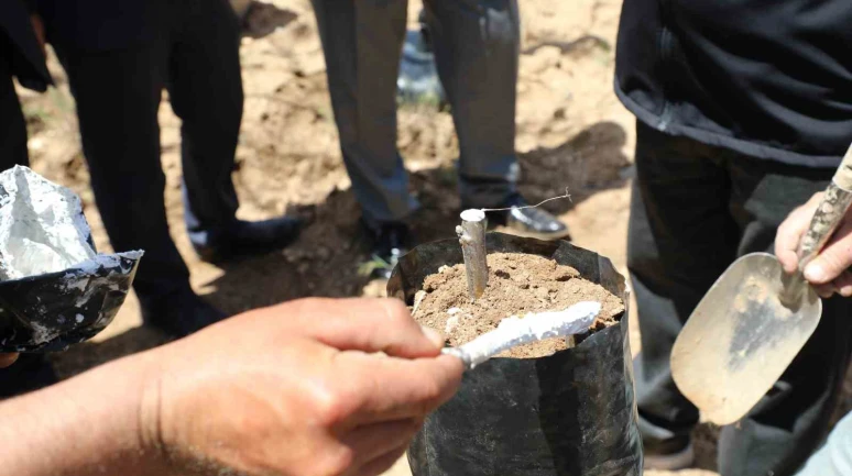 Ceviz üretiminde verim artışı için Günyüzü’nde aşı çalışması başlatıldı
