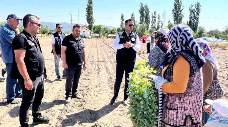 Taşoluk'ta Brokoli Üretimi Başladı: 862 Bin Fide Toprakla Buluştu