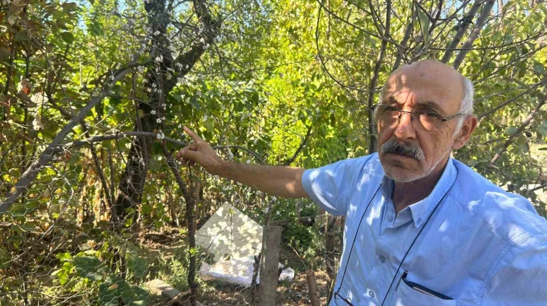 Yaz Ortasında Bahar Sürprizi: Erik Ağacı Çiçek Açtı