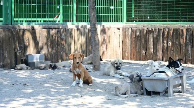 Odunpazarı’nda Sokak Köpekleri İçin Yeni Dönem: O Karar Meclisten Geçti