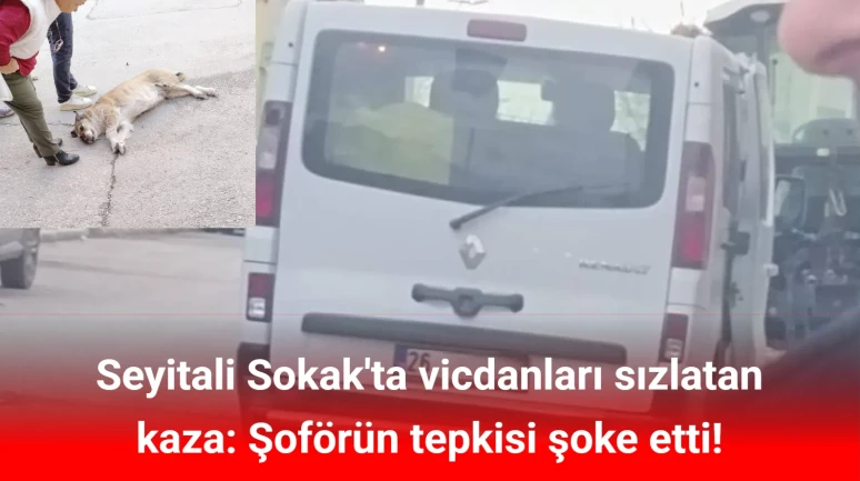 Mahalleli yasta: Minibüsün çarptığı 'Badem' kurtarılamadı