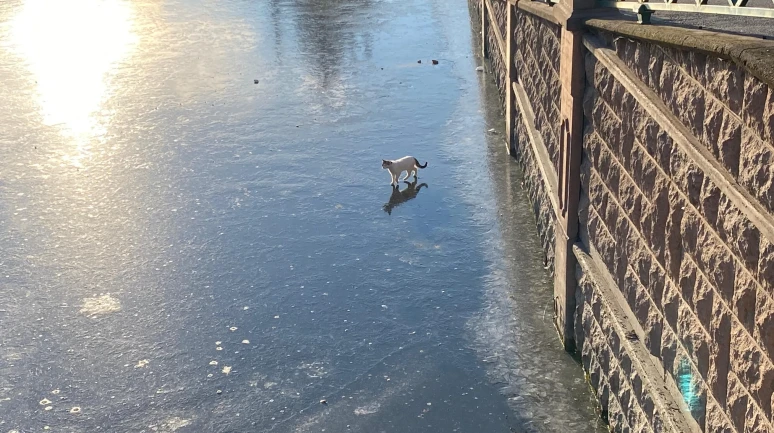 Porsuk Çayı Buz Tuttu, Yüzeyi Çöplerle Kaplandı