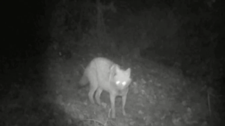 Fotokapan Bu Kez Kurt ve Çakalı Birlikte Yakaladı