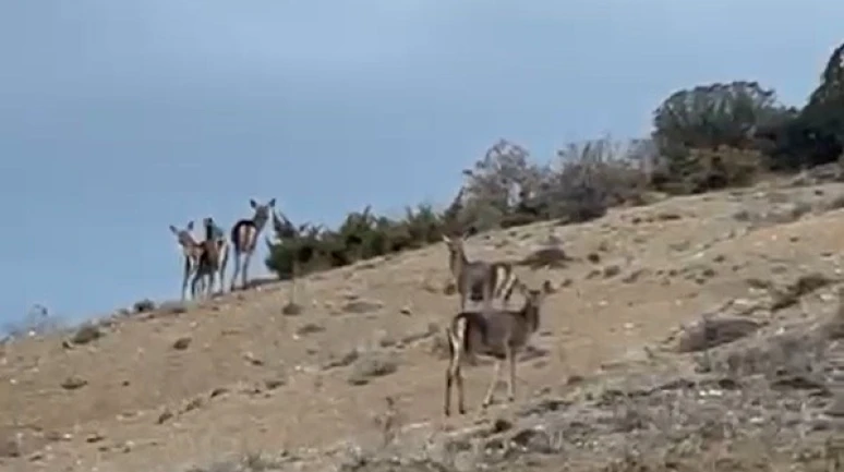 Mihalıççık’ta Karayolunda Geyiklerin Kaçışı Görüntülendi