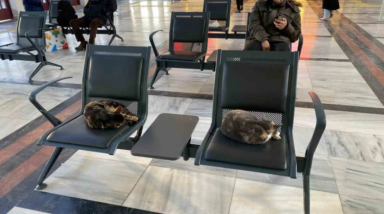 Soğuktan üşüyen sokak kedileri tren garında ısındı