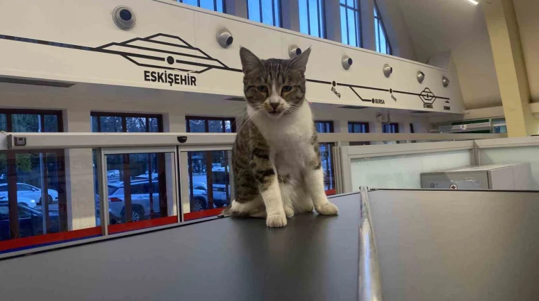 Eskişehir Tren İstasyonu’nun sevimli müdavimleri: Kediler ilgi odağı oldu