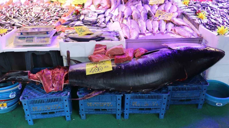 Eskişehir’de Tezgaha Çıkan 280 Kiloluk Orkinos Şaşkınlık Yarattı