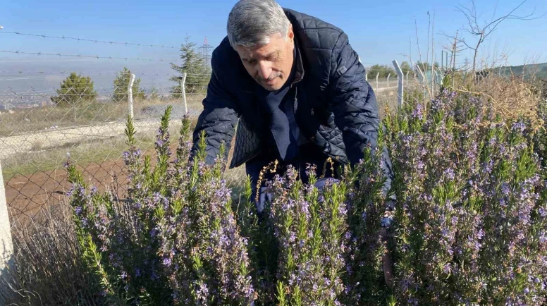 10 Yıllık Çalışmanın Meyvesi: Eskişehir’de Artık Biberiye Üretilebiliyor