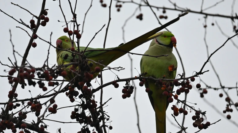 Şirintepe Mahallesi’nde Papağanlar Parkı Mesken Tuttu