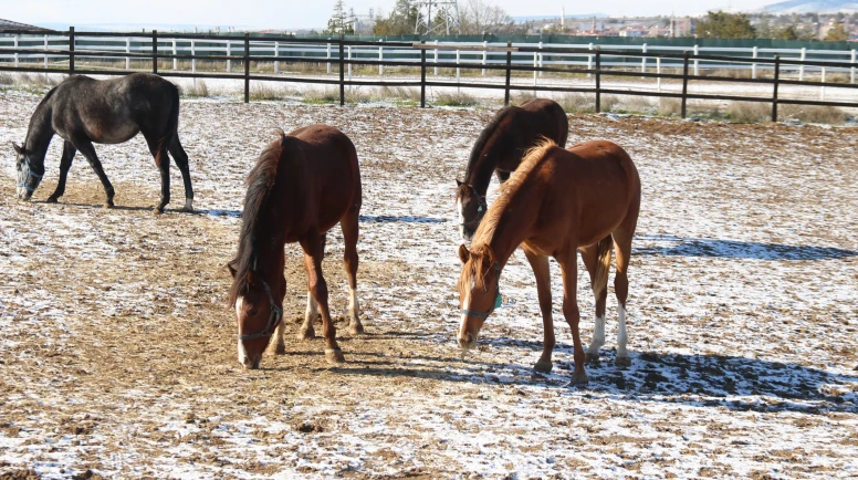 “Don, Buz, Emek: At Yetiştiricileri Kışa Meydan Okuyor”