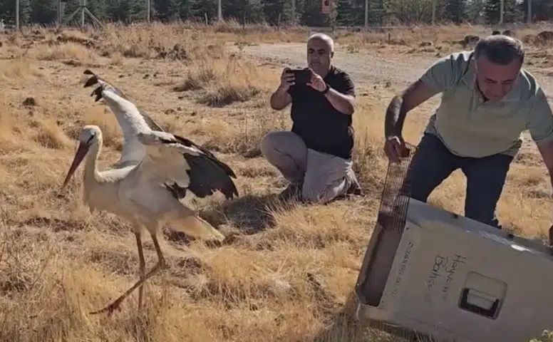 Ölen Eşini Terk Etmeyen Leylek Tedavi Sonrası Doğaya Döndü