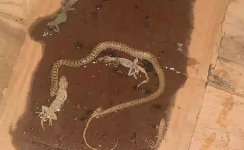Sivrihisar’da fare tuzağından çıkan ilginç manzara