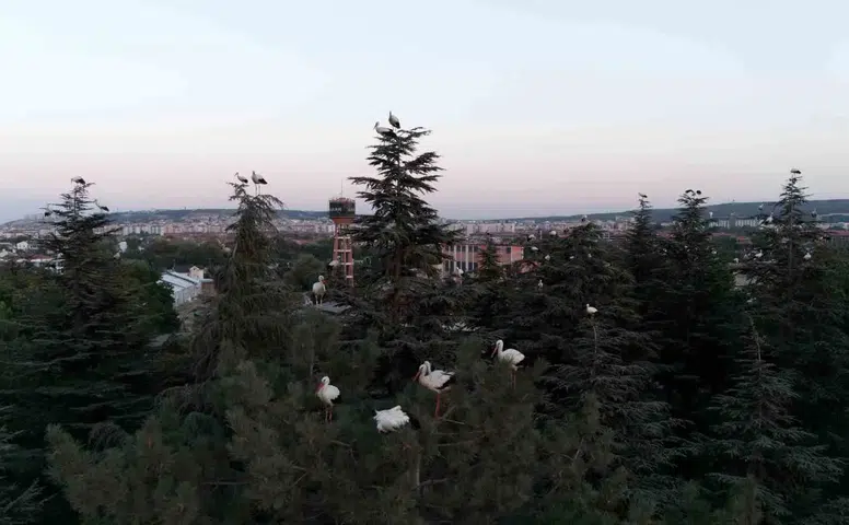 Eskişehir’de göç yolundaki leylekler havadan görüntülendi