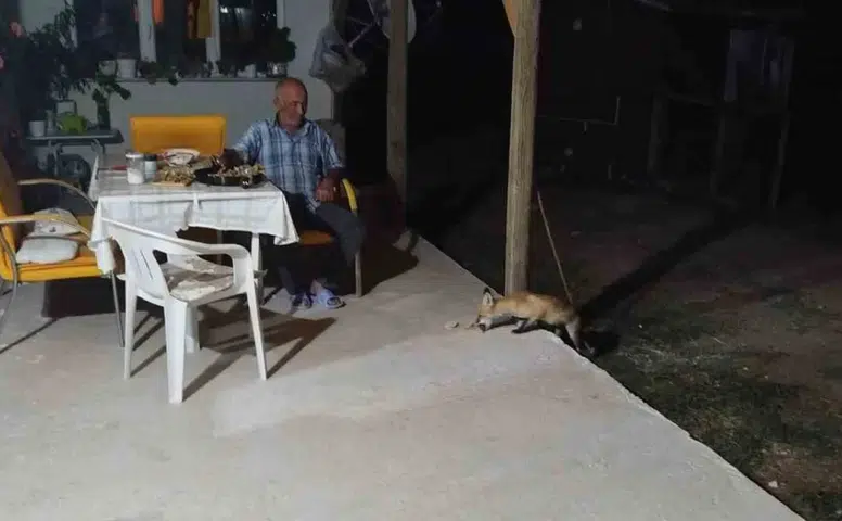 Eskişehir’de aç tilki evin bahçesine indi