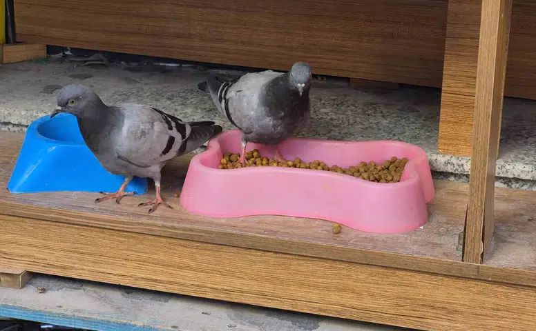 Eskişehir’de güvercinler açlığını kedi mamasıyla giderdi