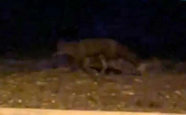 Eskişehir Sokaklarında Gece Sürprizi: Tilki Kamerada