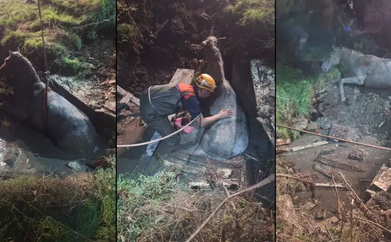71 Evler’de Kuyuya Düşen Yaralı At Kurtarıldı
