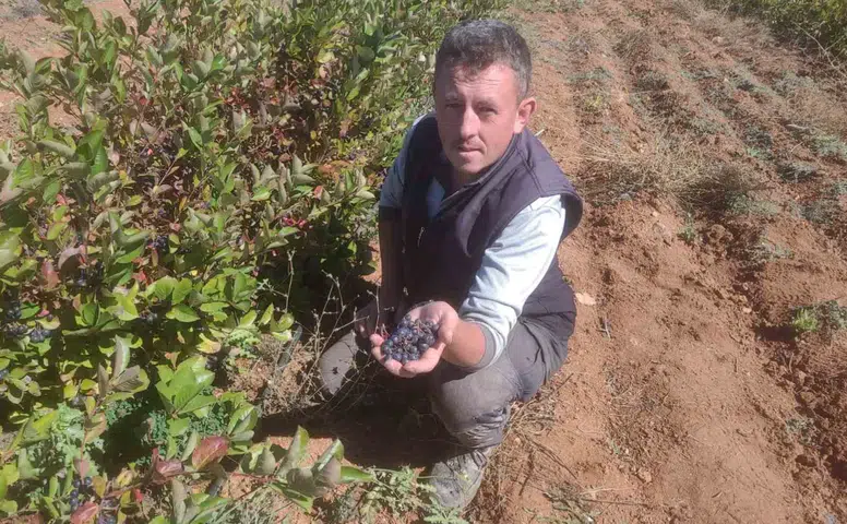 Eskişehir’de “Süper Meyve” Aronyaya İlgi Artıyor