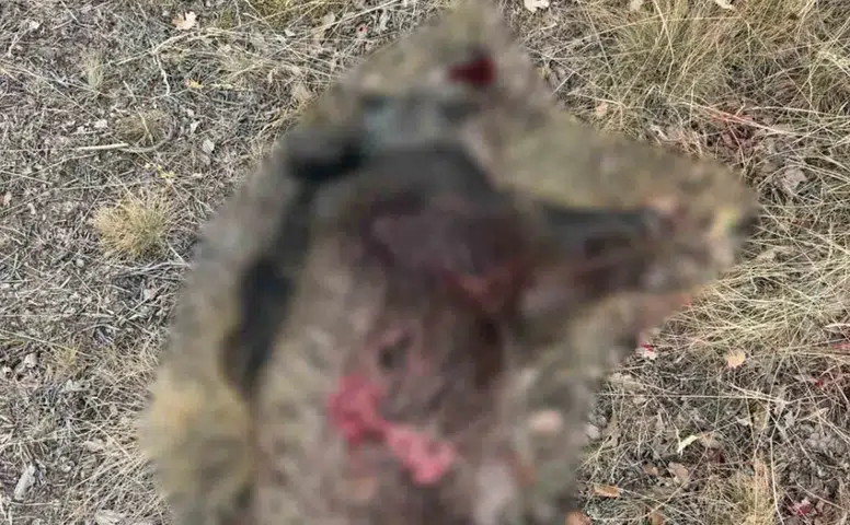 Sivrihisar’da Tarlalara Zarar Veren Yaban Domuzları Avlandı