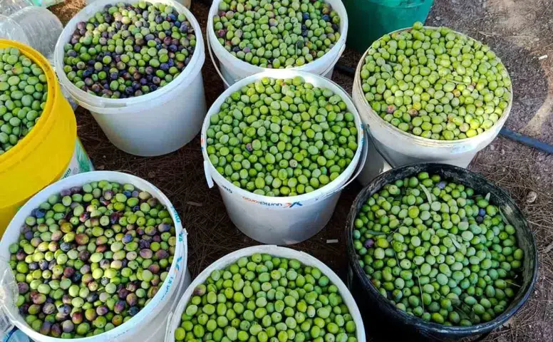 Eskişehir’de Zeytin Bereketi: 500 Ağaçtan Yüksek Verim