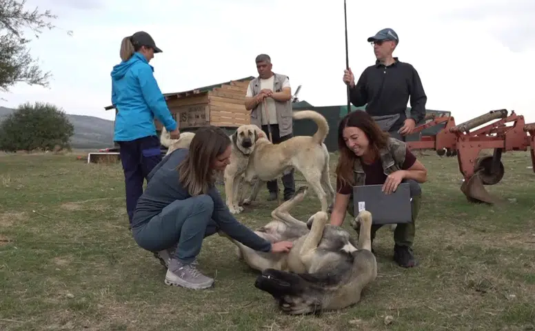 İtalyan Uzmanlar Türk Çoban Köpeklerini İnceledi